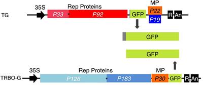 Expression of Separate Proteins in the Same Plant Leaves and Cells Using Two Independent Virus-Based Gene Vectors